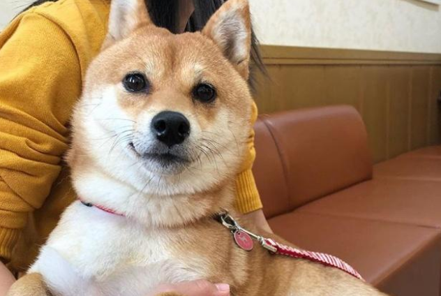 超偏心柴犬,见到男主人立刻飞奔求拥抱,对女主人却一脸冷漠