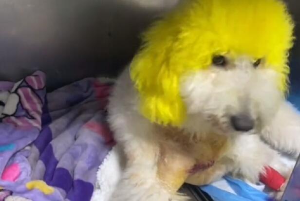 佛具店里经常挨揍的巨型贵宾犬,因尿了主人店里的祭品,竟被它的主人连捅两刀
