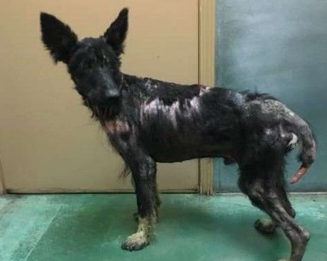 加州路边有只怪物?原来是一只受伤的德国狼犬