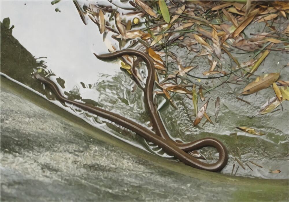 中国水蛇身份信息