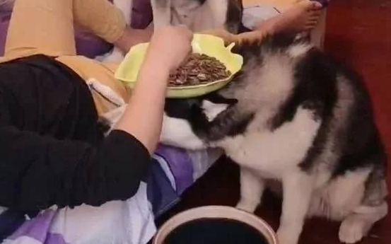 哈士奇有鲜为人知的一面,主人:养宠物千日,用狗一时!