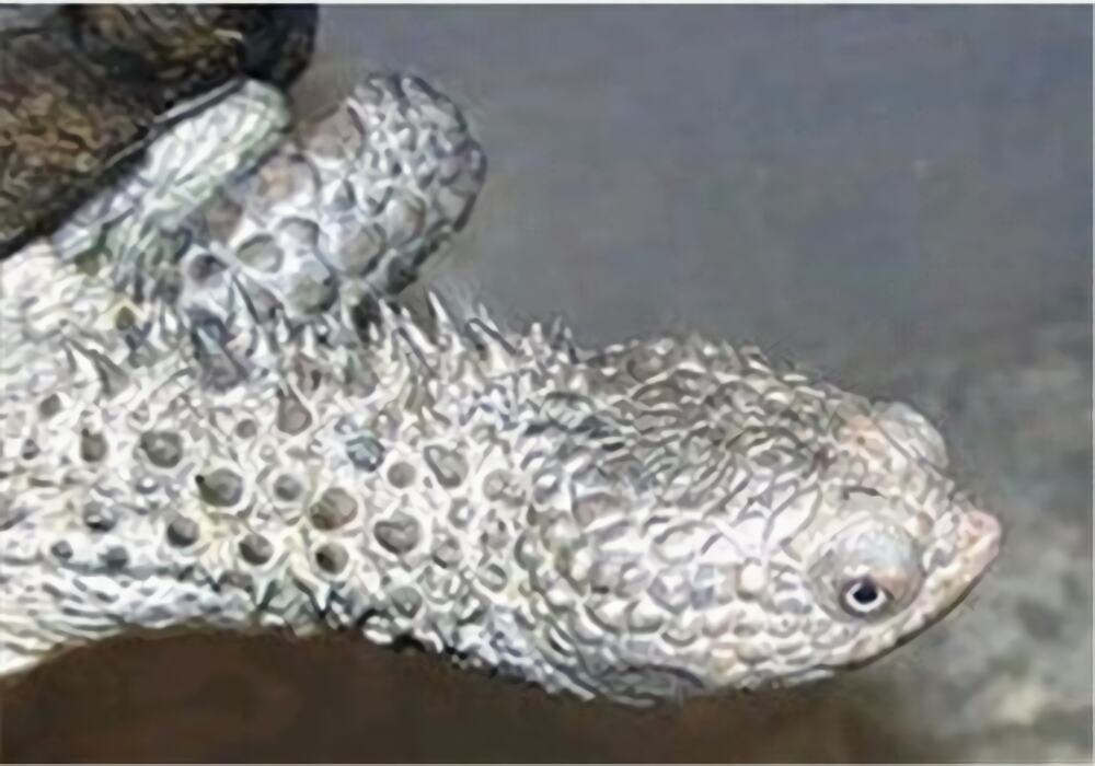 黑腹刺颈龟身份信息