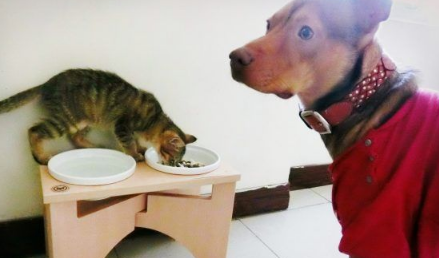 温暖!治愈犬和爱人猫的大家庭 有故事的一狗三猫