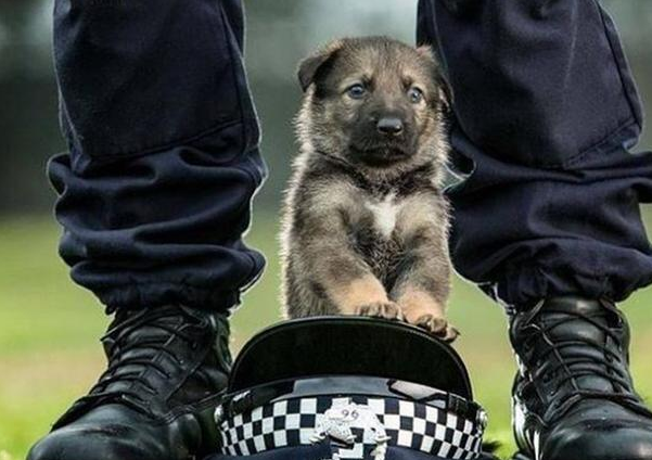 警犬的“黑史”？黑脸大个儿的儿时，竟然是靠装萌渡日