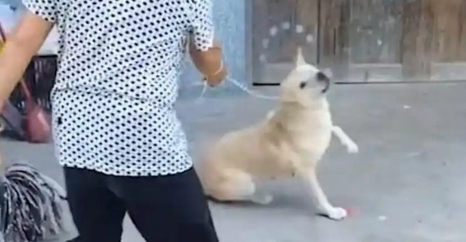 男主人不幸去世,女主人狠心将男主人最爱的土狗卖给狗贩子