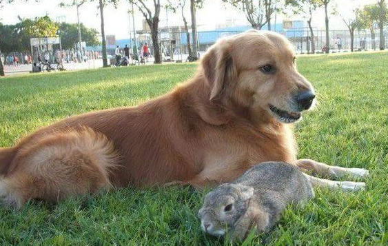 14岁黄金猎犬离世前 喵星人妹妹伸手告别