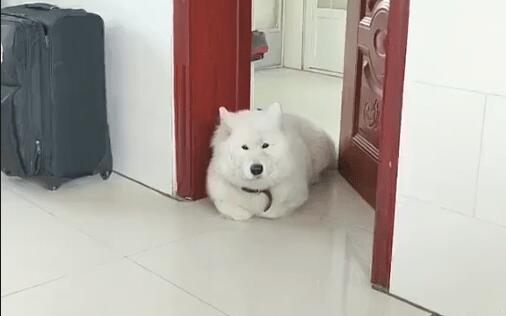 小狗把爪爪折起来躺着,这姿态看上去好怪怪的,前世是只猫吧!