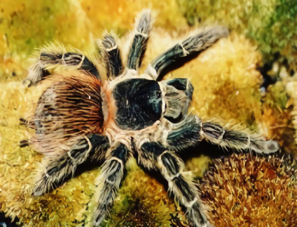 巴伊亚猩红食鸟身份信息