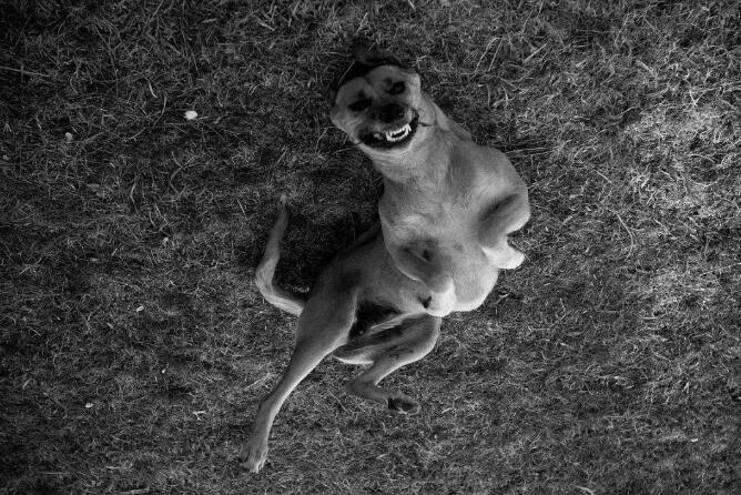注意!铲屎官别忽视了,这都是狗狗得“狂犬病”的征兆