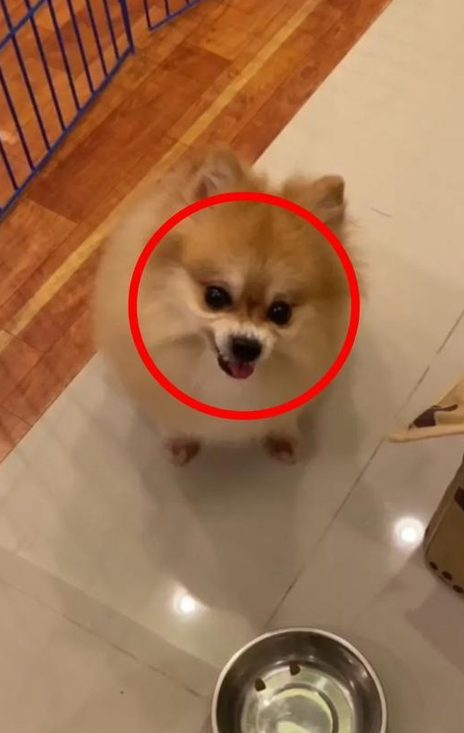 当狗发现碗里只有两个狗粮时,你能自己数数吗?