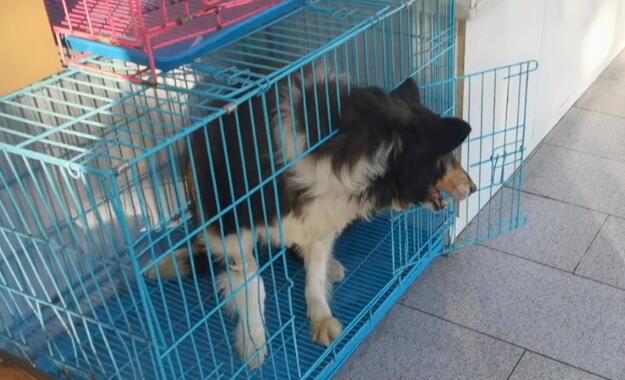 疑似退役警犬的老边牧,因未得到妥善照顾而严重缺钙,获救时已十分落魄