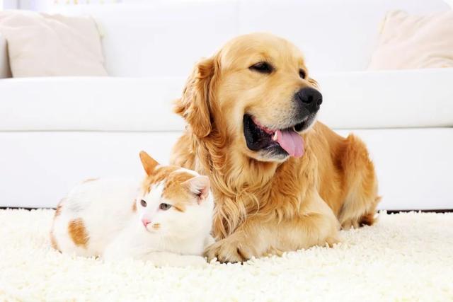 猫狗过节,掏空年轻人的钱包:美容500元,拍照花上千