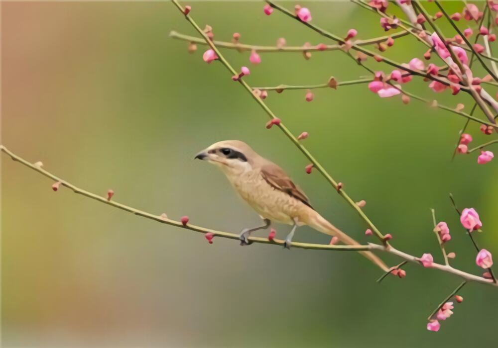 红尾伯劳身份信息
