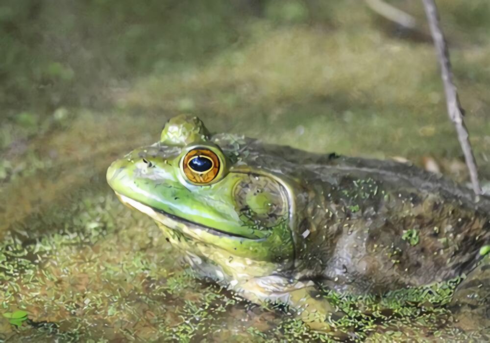 猪鸣蛙身份信息