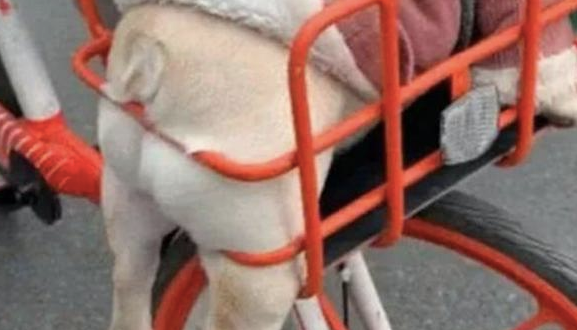 主人家把狗放到自行车前框里，它身型很大被卡得动弹不得，满脸心力憔悴