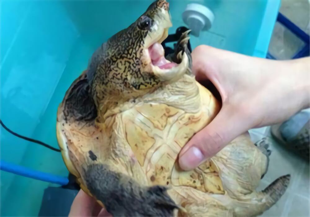 巨型麝香龟身份信息