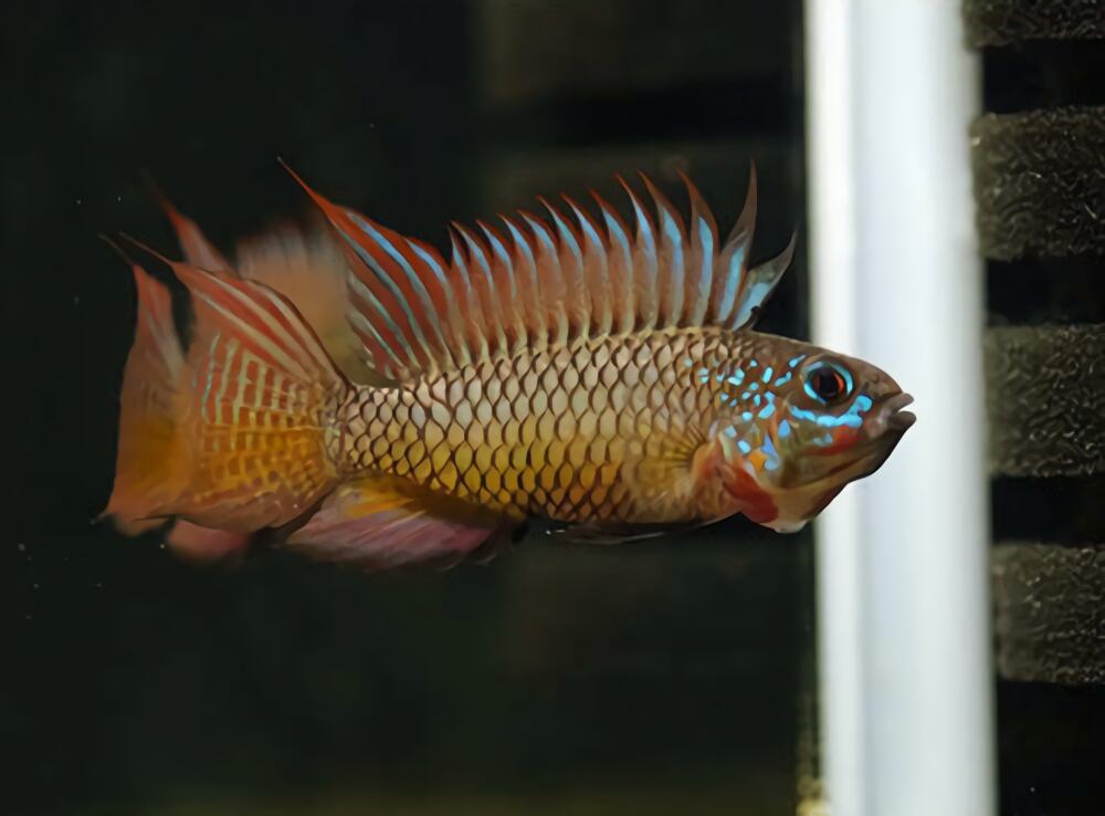 白蓝特短鲷身份信息