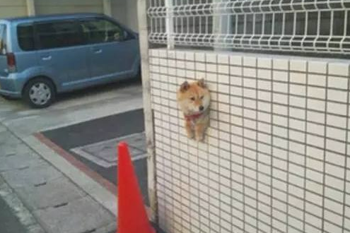 主人带柴犬出来转悠,結果每次都走丢,最终竟在那样的地点寻找它