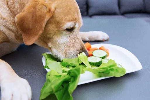 家里的狗挑食不吃狗粮,于是主人想了个办法……