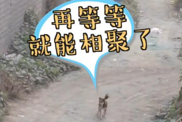小白狗每天守桥上,等着下面的小黑狗,最后学生被感动相助