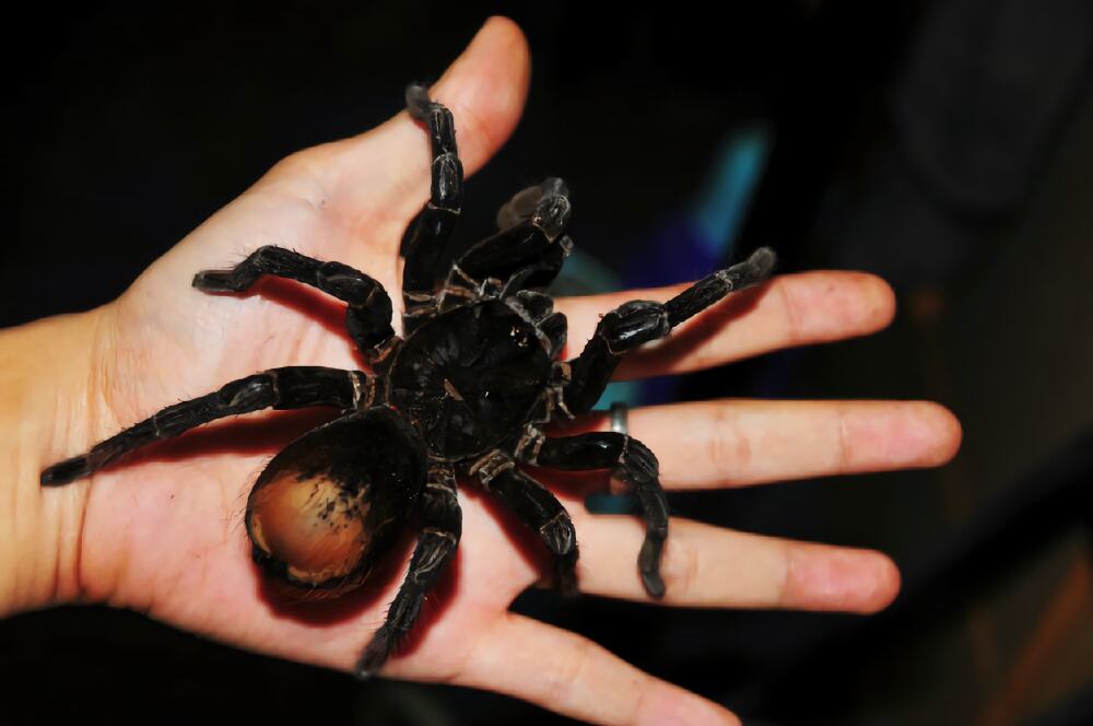 玻利维亚钢铁蓝身份信息