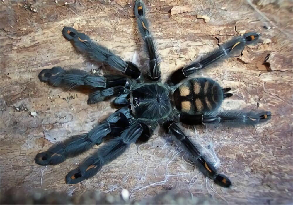 千里达老虎尾身份信息