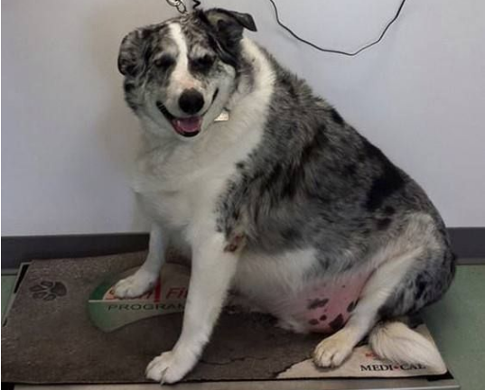澳洲牧羊犬巴迪体重83公斤胖到危及生命 减肥大变身成明星
