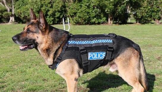 中华田园犬，看家护院是好手，为什么就做不了警犬？