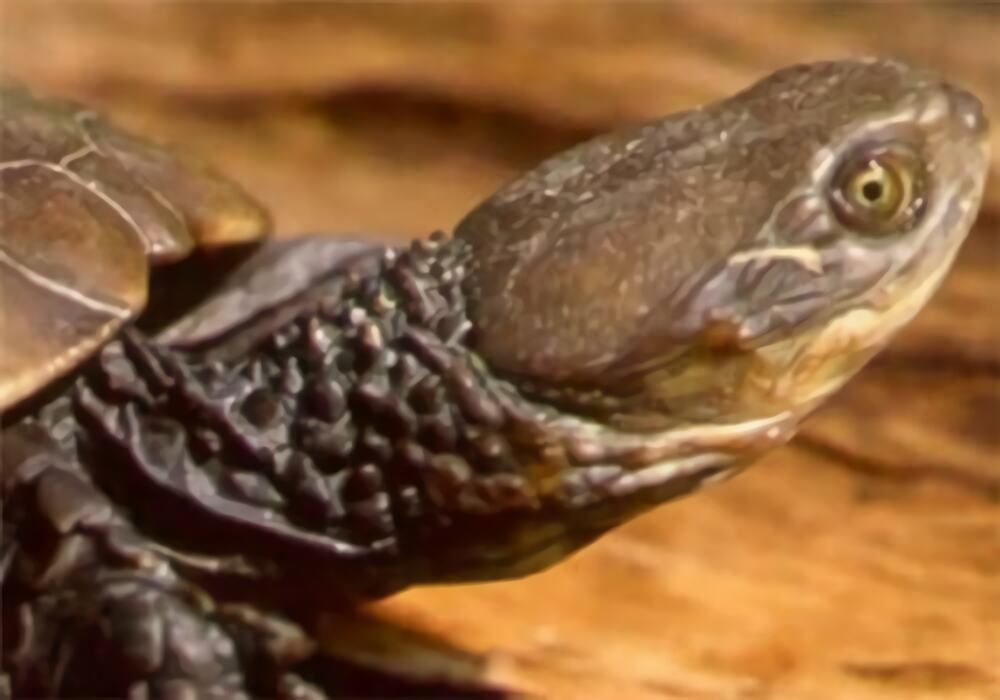 澳洲短颈龟身份信息