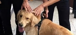 冒充警犬混入警局,还顺带偷吃了鸡腿,金毛最终被“抓”了