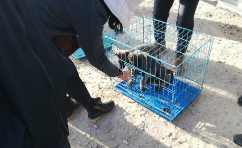 商贩售卖昆明犬还未价格,买主便表达“我统统要了!”