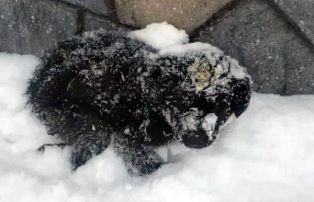 流浪狗蜷缩着睡觉,一觉醒来被雪盖住!冷的直打抖