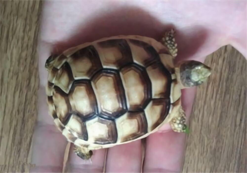 缘翘陆龟身份信息