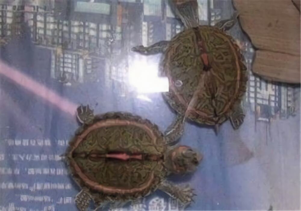 粉红圈锯背龟身份信息