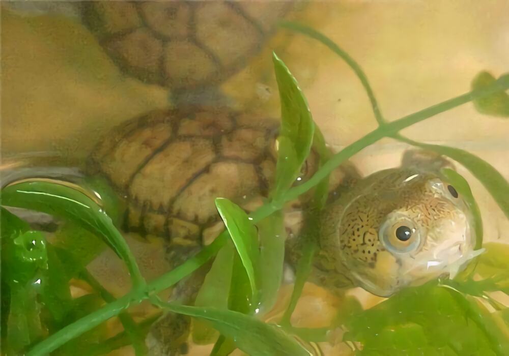 鹰嘴泥龟身份信息