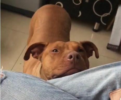 女孩子养比特犬,狗狗浑身肌肉,现实版美女与野兽?