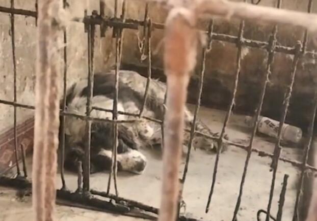 狗肉馆里与死神擦肩而过的一对狗狗,只能彼此安慰,获救时已被吓得不敢动