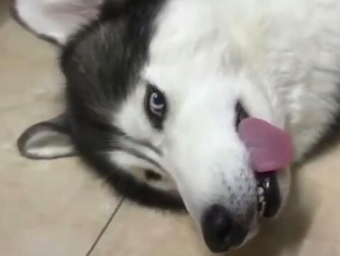 小狗入睡听不到召唤,主人喊傻狗,这狗立即翻眼呆咯!