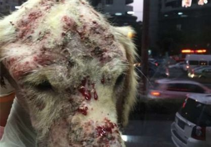 以爱心名义收养狗狗 黄金猎犬全身溃烂遭虐待