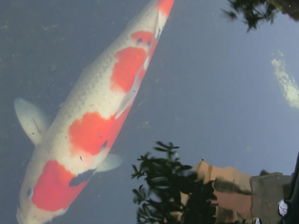 大正三色锦鲤身份信息
