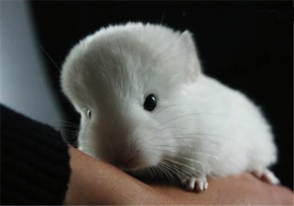 粉白龙猫身份信息