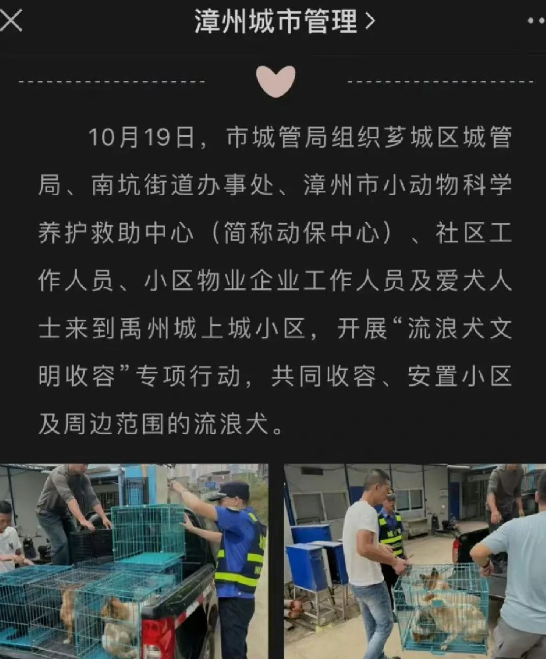 漳州一小区物业勾结狗贩子抓狗送狗肉馆?流浪狗变成了谁的敛财工具!