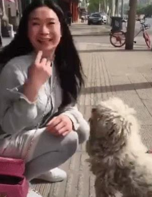 一只流浪狗的蜕变,感谢让它遇见了有爱的主人,从此不用颠沛流离