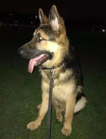 市民请求击杀“咬人”流浪狗,网友却大呼:快收编它吧!