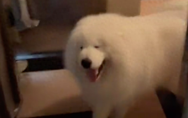 怕狗的朋友来家里做客,萨摩耶使劲往她身子上蹭,这笑容太贱了!