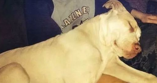 澳洲比特犬Buddy奋不顾身救落水男孩,警察却说:狗具有攻击性必须抓起来