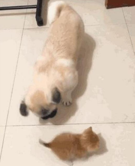亲人都挺宠溺小橘猫,却让家中的狗狗发脾气,这货一逮着机遇就欺压它