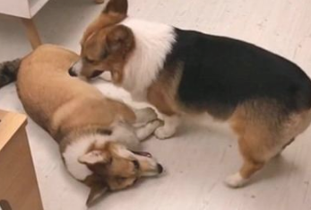 长尾巴柯基遭伙伴看不上，狗狗：你不是柯基，你是一只小兔子