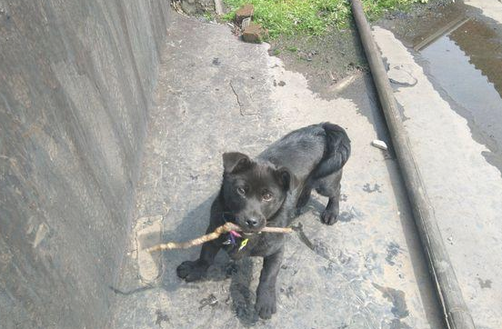 道上捡到只小流浪犬,女生养了三个月后,见到它的样子禁不住想乐