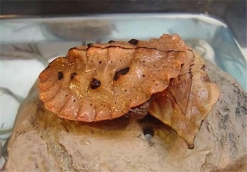 枯叶龟身份信息